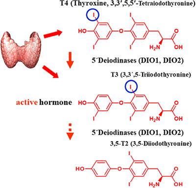 3,5-T2—A Janus-Faced Thyroid Hormone Metabolite Exerts Both Canonical T3-Mimetic Endocrine and Intracrine Hepatic Action